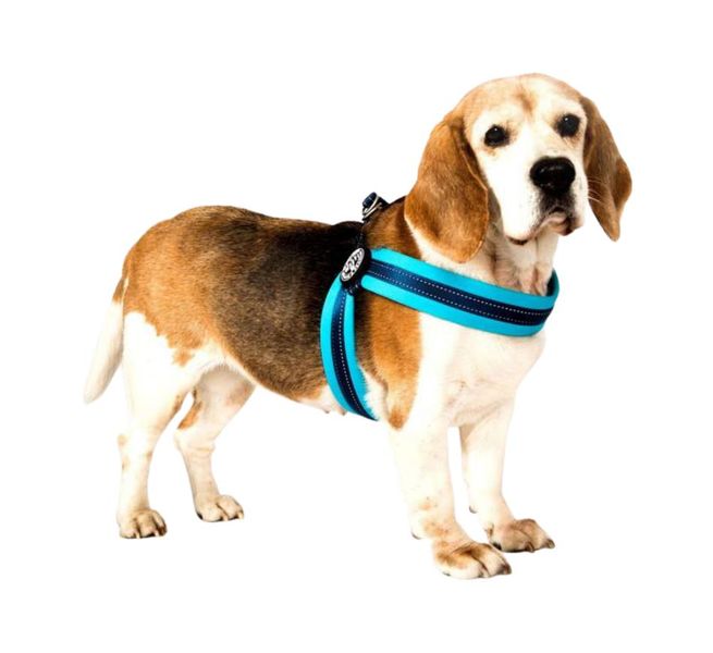 Шлейка Матрикс Блакитне Небо Q-Fit Harness Matrix Sky Blue/XL для собак, обхват грудей 60 - 66 см (215035) 5810 фото