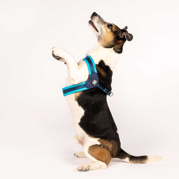 Шлейка Матрикс Блакитне Небо Q-Fit Harness Matrix Sky Blue/XS для собак, обхват грудей 36 - 38 см (000007252) 5813 фото