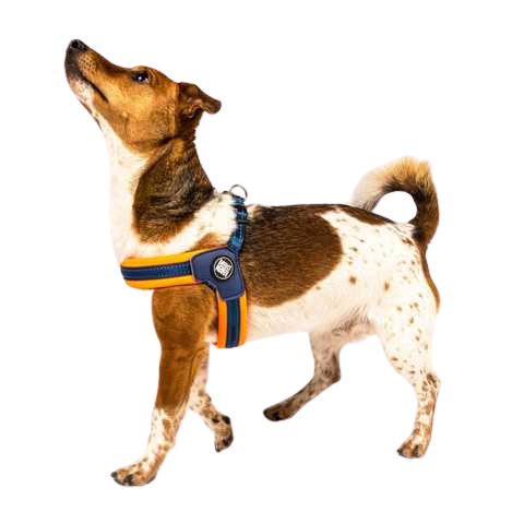 Шлейка Помаранчевий Матрикс Q-Fit Harness Matrix Orange/S для собак, обхват грудей 39 - 42 см (213032) 5832 фото